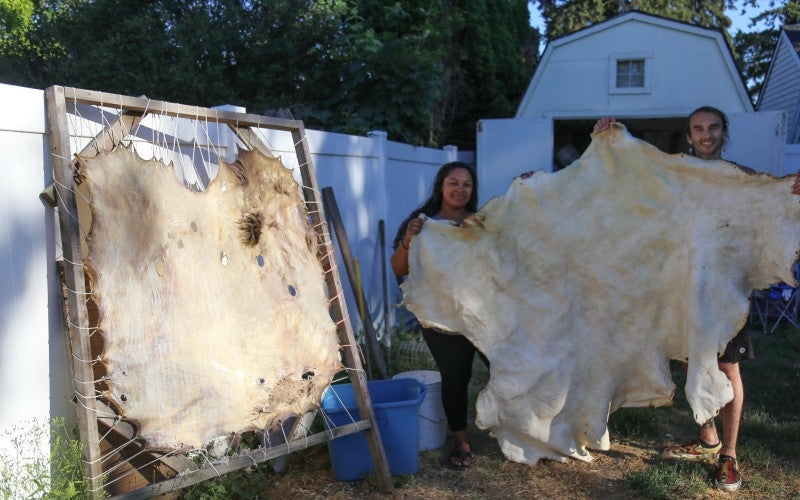 Two tanned hides hang outdoors
