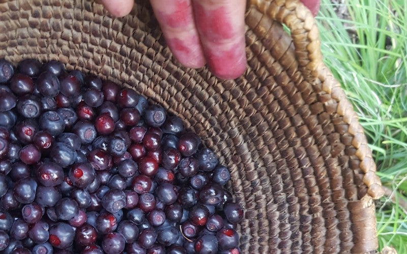 A berry juice stained hand points to a woven basket filled with berries gathered by Laurie Danzuka.