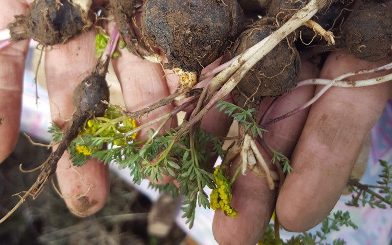 A hand holding gathered roots with brown bulbs and stems with green shoots coming out of the top.
