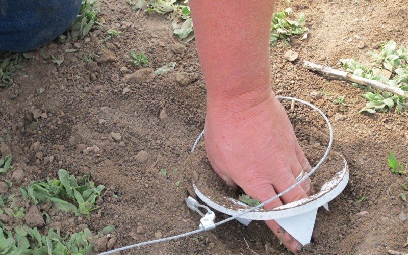 A white circular animal trap is set in dirt ground.
