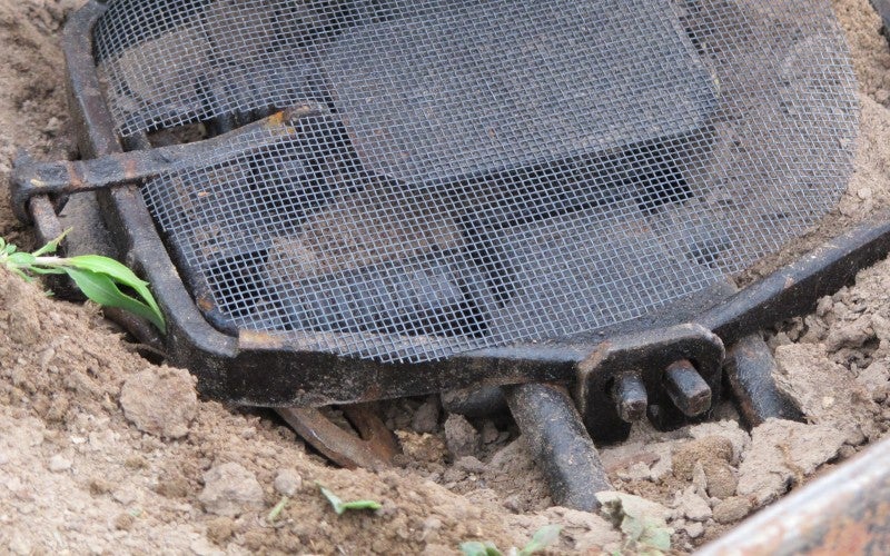 A black animal trap sits in a shallow hole in dirt ground.