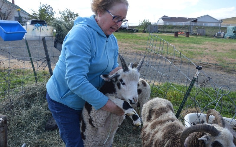 Sandra Van Liew handles livestock