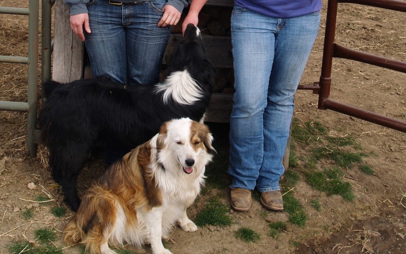 Cathy Brown stands with another woman, wearing a gray hoodie and blue jeans, behind two dogs and in front of an animal ranch corral. Cathy is wearing a purple hoodie and blue jeans.