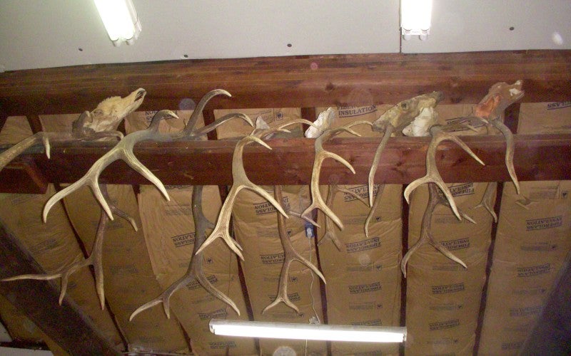 Deer antlers hang from the ceiling.