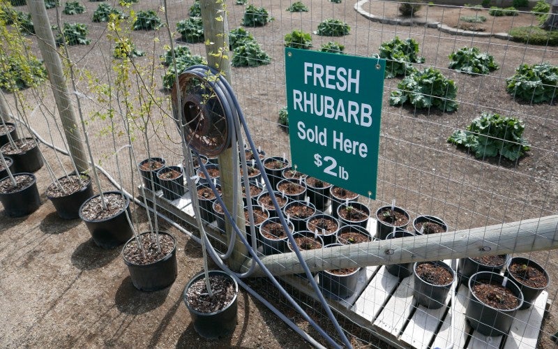 A sign reading "Fresh Rhubarb Sold Here - 2 dollars a pound" hanging on a fence surrounding a large garden.