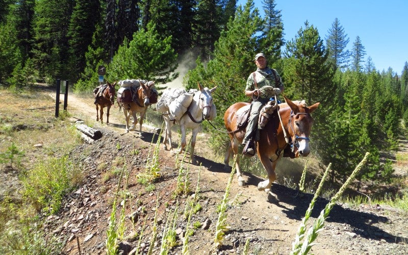 James rides a mule on a trail while leading three other mules.