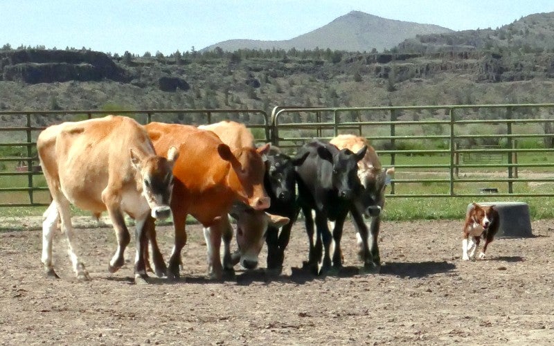 An australian shepherd stockdog herds cows in an outdoor arena