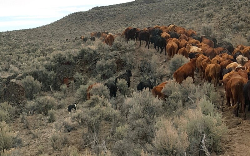 A herd of cows walk down a path through sagebrush