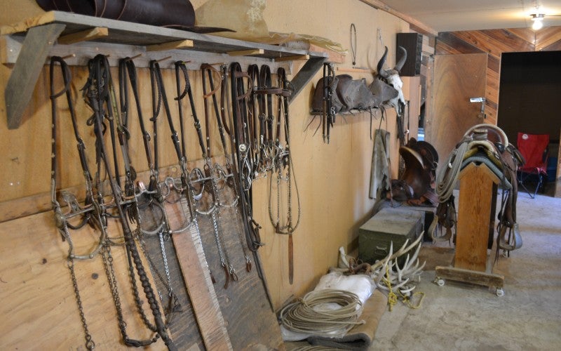 Leather horse bridles hung up in a row one in a room.