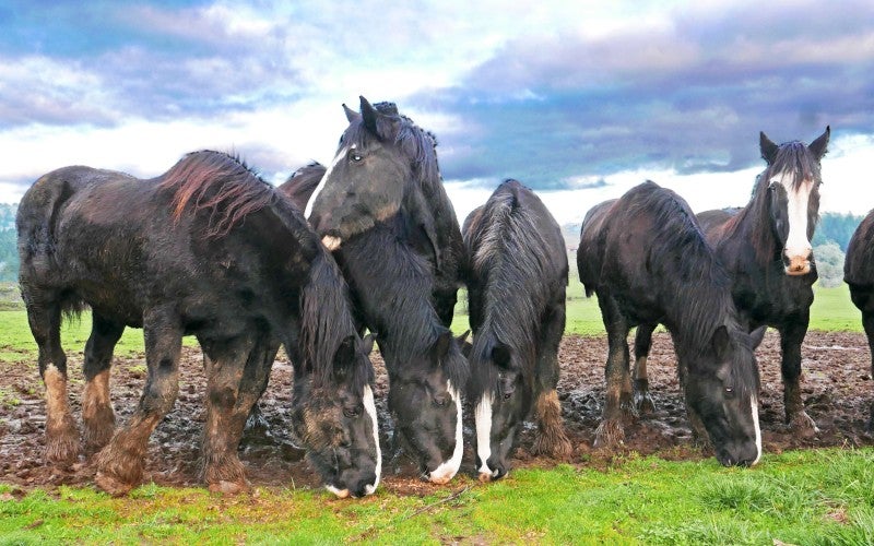 Four black horses stand grazing in a grass field.