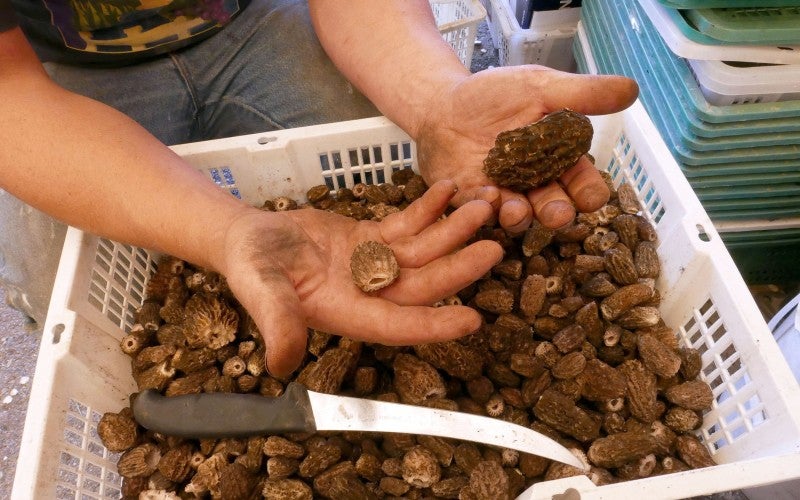 Bryan holds mushrooms in the palm of his hands over a large white basket containing more mushrooms.