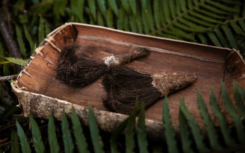 Chalb, traditional Ash bark parching tray, 2023, with Traditional Soaproot brushes sitting in the tray, 2023.