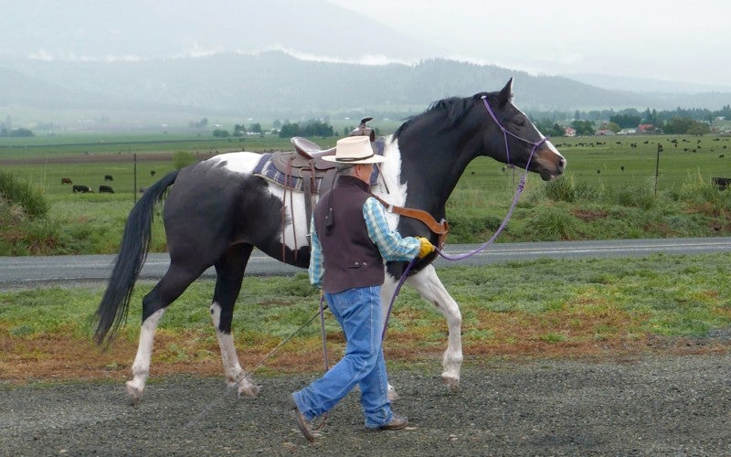 Alice leads a black and white painted horse outdoors on gravel