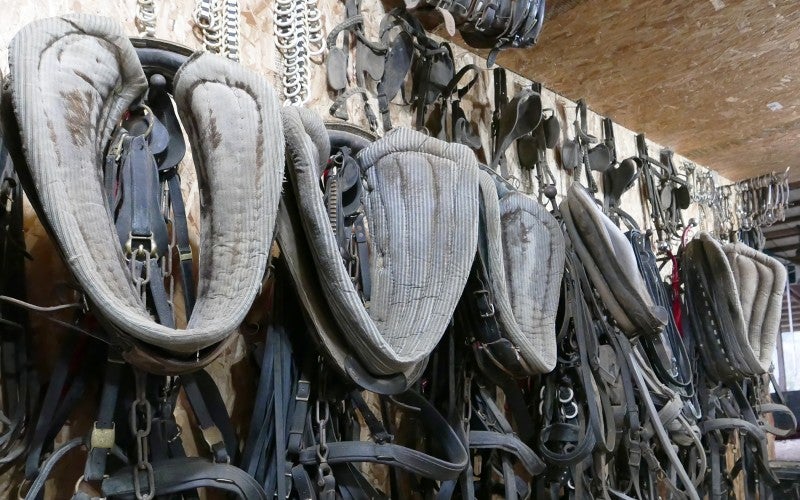 A wall of horse tack, including bridles and large collars, used for plowing. 
