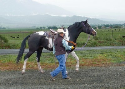 Alice leads a black and white painted horse outdoors on gravel